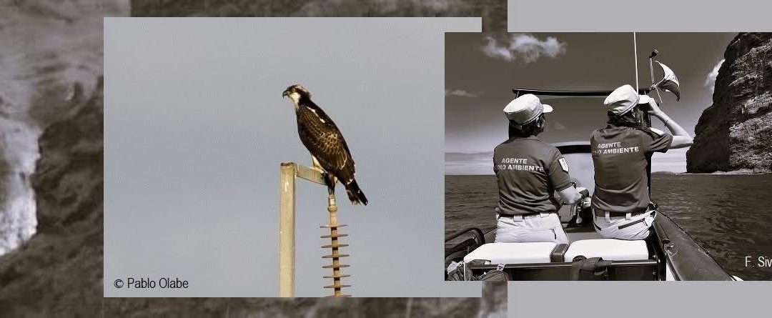 El guincho se ha vuelto a reproducir con éxito en los acantilados de Teno después de varios años.