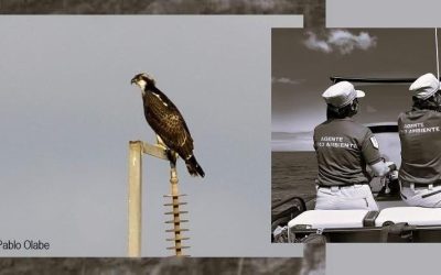 El guincho se ha vuelto a reproducir con éxito en los acantilados de Teno después de varios años.